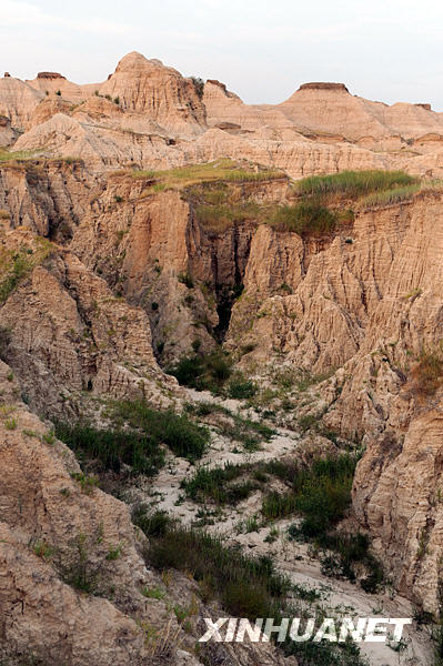 Un bosque de barro 7