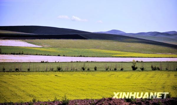 Bella -vista - Hulunbuir -primeros día -otoño-pradera 7