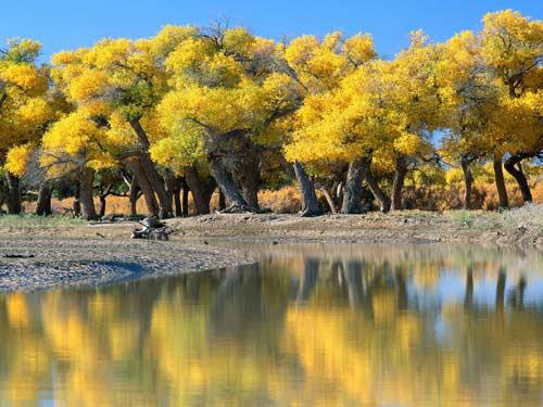 Los 10 bosques más hermosos de China 7