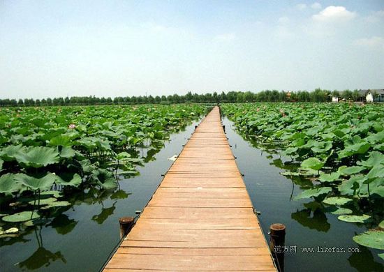 Flores de loto -lago Baiyangdian 2312