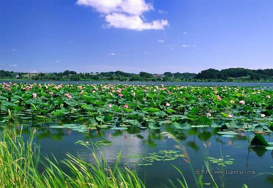 Flores de loto -lago Baiyangdian 20
