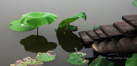 Flores de loto -lago Baiyangdian 15