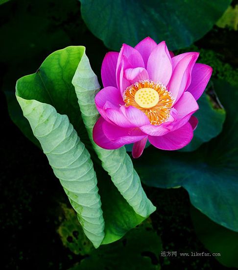 Flores de loto -lago Baiyangdian 134