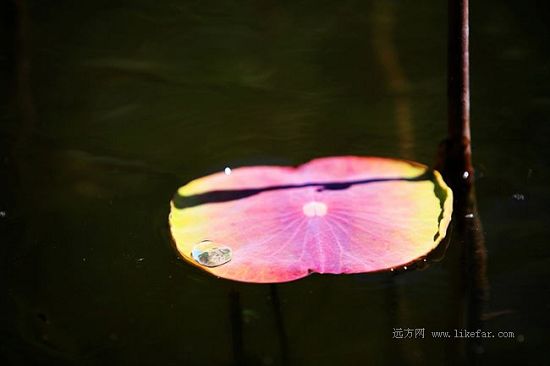 Flores de loto -lago Baiyangdian 13