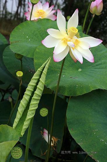 Flores de loto -lago Baiyangdian 6