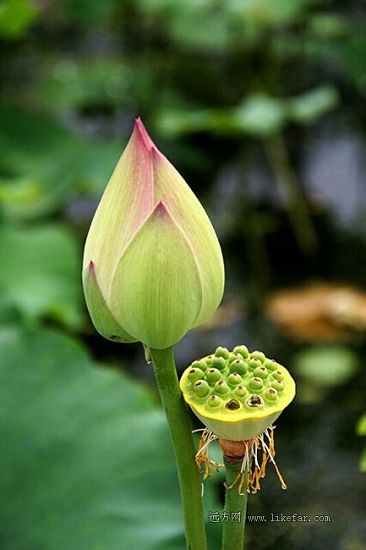 Flores de loto -lago Baiyangdian 4