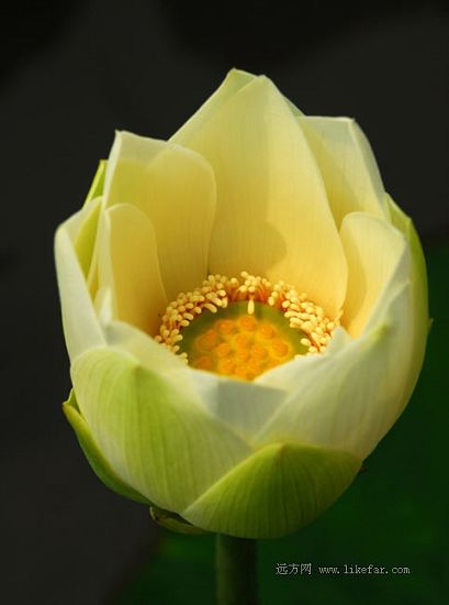 Flores de loto -lago Baiyangdian 3