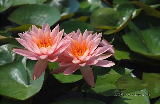 Flores de loto -lago Baiyangdian 2