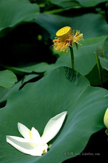 Flores de loto -lago Baiyangdian 1