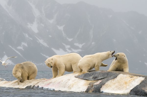 Fotos increíbles de los osos polares de Svalbard 1