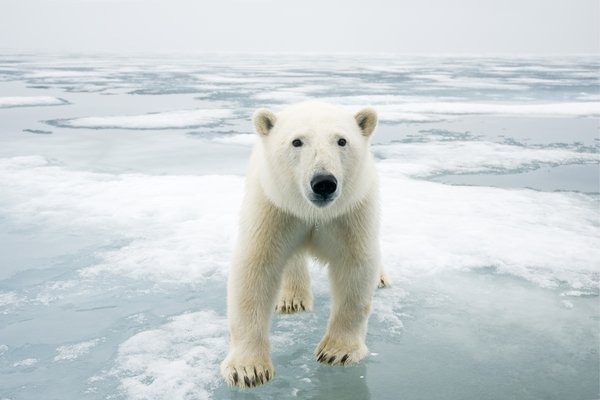 Fotos increíbles de los osos polares de Svalbard 2