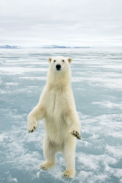 Fotos increíbles de los osos polares de Svalbard 3