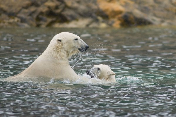 Fotos increíbles de los osos polares de Svalbard 4