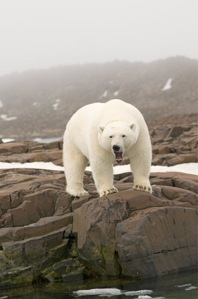Fotos increíbles de los osos polares de Svalbard 4