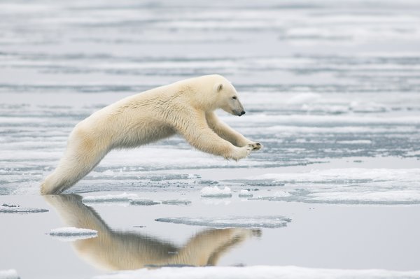 Fotos increíbles de los osos polares de Svalbard 5