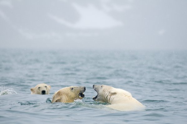 Fotos increíbles de los osos polares de Svalbard 6