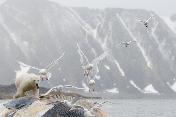 Fotos increíbles de los osos polares de Svalbard 7