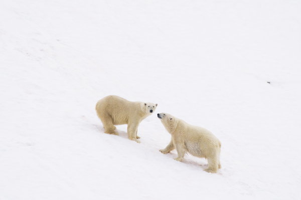 Fotos increíbles de los osos polares de Svalbard 7