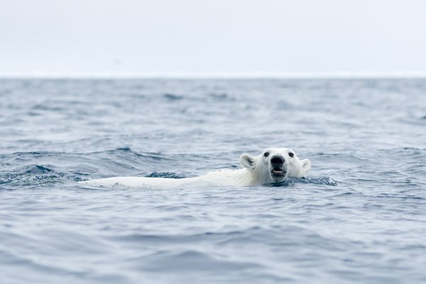 Fotos increíbles de los osos polares de Svalbard 8