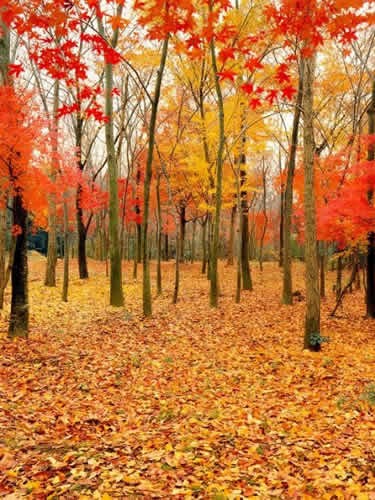 Paisajes de otoño en la Semana Dorada de Día Nacional 3