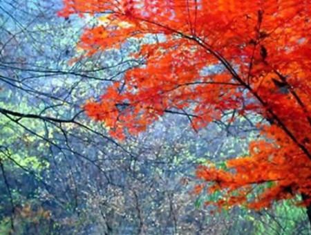 Paisajes de otoño en la Semana Dorada de Día Nacional 9