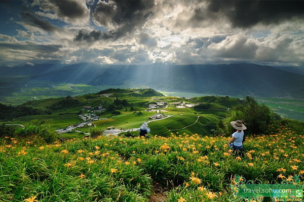 Mar magnífico de flores de lirio en Taiwán 4