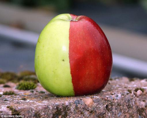Manzana de mitad roja mitad verde 1