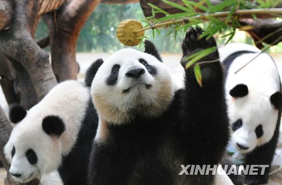 Graciosos -ositos panda -festejan- su fiesta del Medio Otoño 1