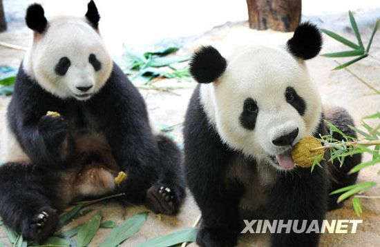 Graciosos -ositos panda -festejan- su fiesta del Medio Otoño 2