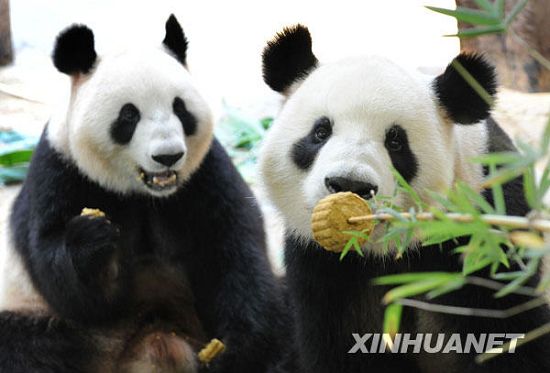 Graciosos -ositos panda -festejan- su fiesta del Medio Otoño 3