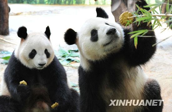 Graciosos -ositos panda -festejan- su fiesta del Medio Otoño 5