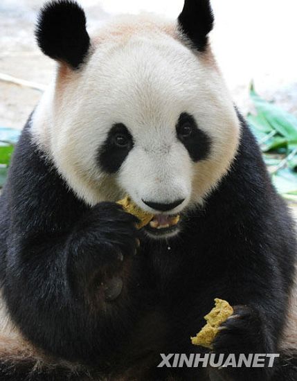 Graciosos -ositos panda -festejan- su fiesta del Medio Otoño 6