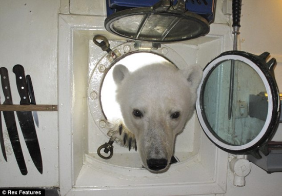 Un oso polar busca comida en la cocina de un barco de turismo 4