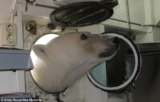 Un oso polar busca comida en la cocina de un barco de turismo 3