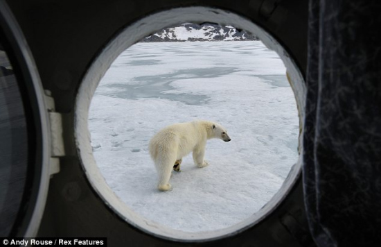 Un oso polar busca comida en la cocina de un barco de turismo 2