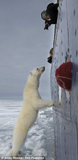 Un oso polar busca comida en la cocina de un barco de turismo 1