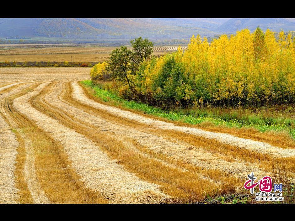 La gran dehesa de Khingan en otoño 10