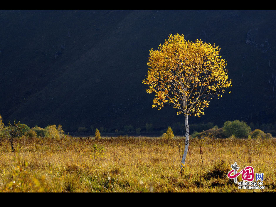 La gran dehesa de Khingan en otoño 16