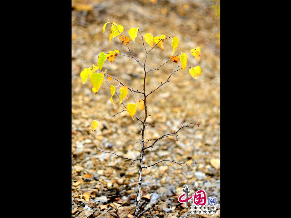 La gran dehesa de Khingan en otoño 22