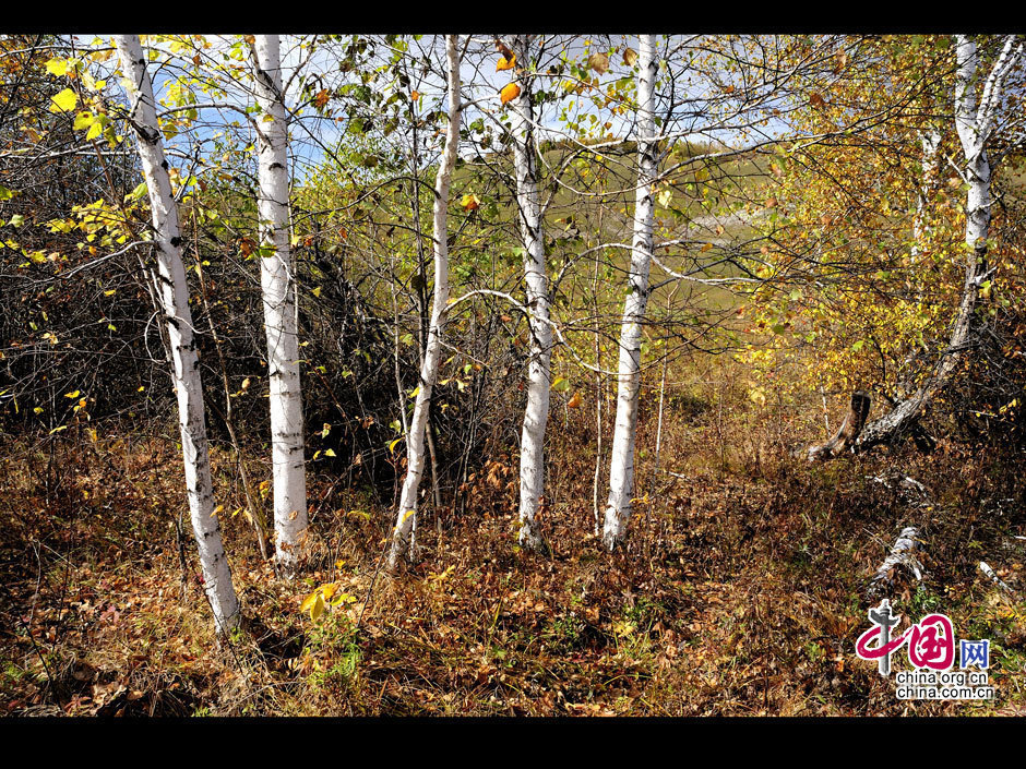 La gran dehesa de Khingan en otoño 28