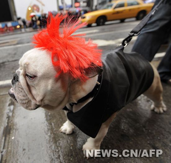 Celebran el Carnaval Annual del Día del Perro en Nueva York1