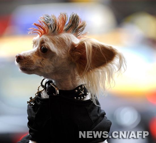 Celebran el Carnaval Annual del Día del Perro en Nueva York3