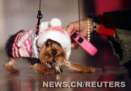 Celebran el Carnaval Annual del Día del Perro en Nueva York6