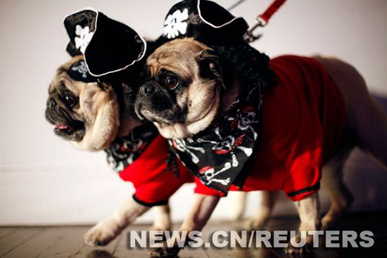 Celebran el Carnaval Annual del Día del Perro en Nueva York7