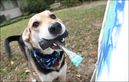 Obra -perro talentoso -se vendrá- 1.000- libras esterlinas 1