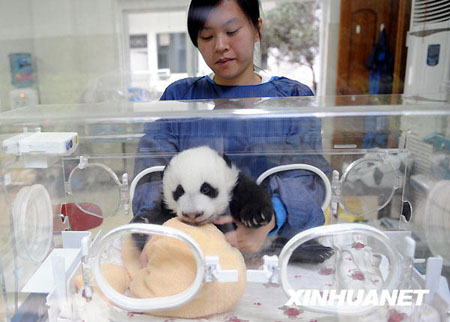 13 pandas -dan a luz -16 crías -Sichuán 1