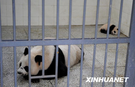 13 pandas -dan a luz -16 crías -Sichuán 2