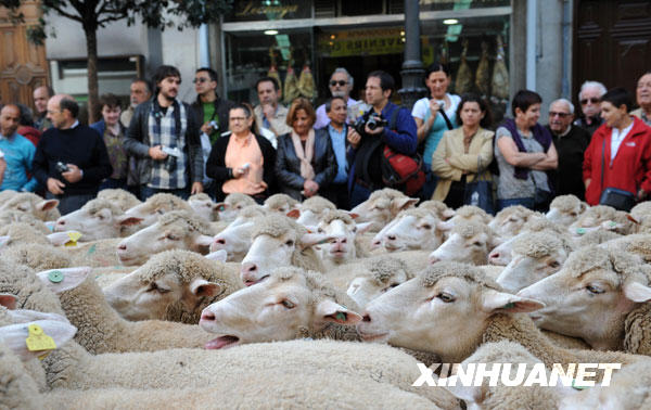 marcha de ovejas-Madrid3
