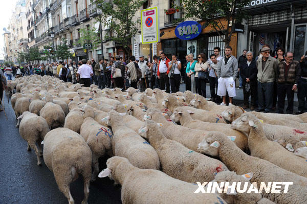 marcha de ovejas-Madrid5