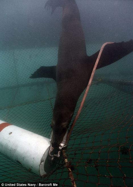 Los leones marinos, unidades especiales de la marina estadounidense 3